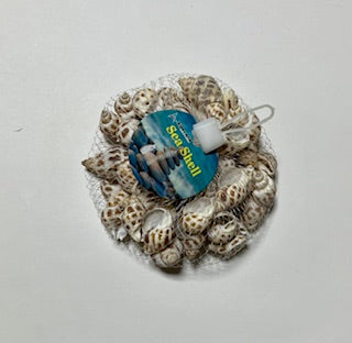 Sea Shells