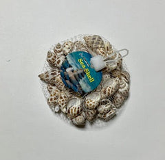 Sea Shells