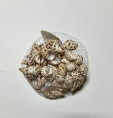Sea Shells